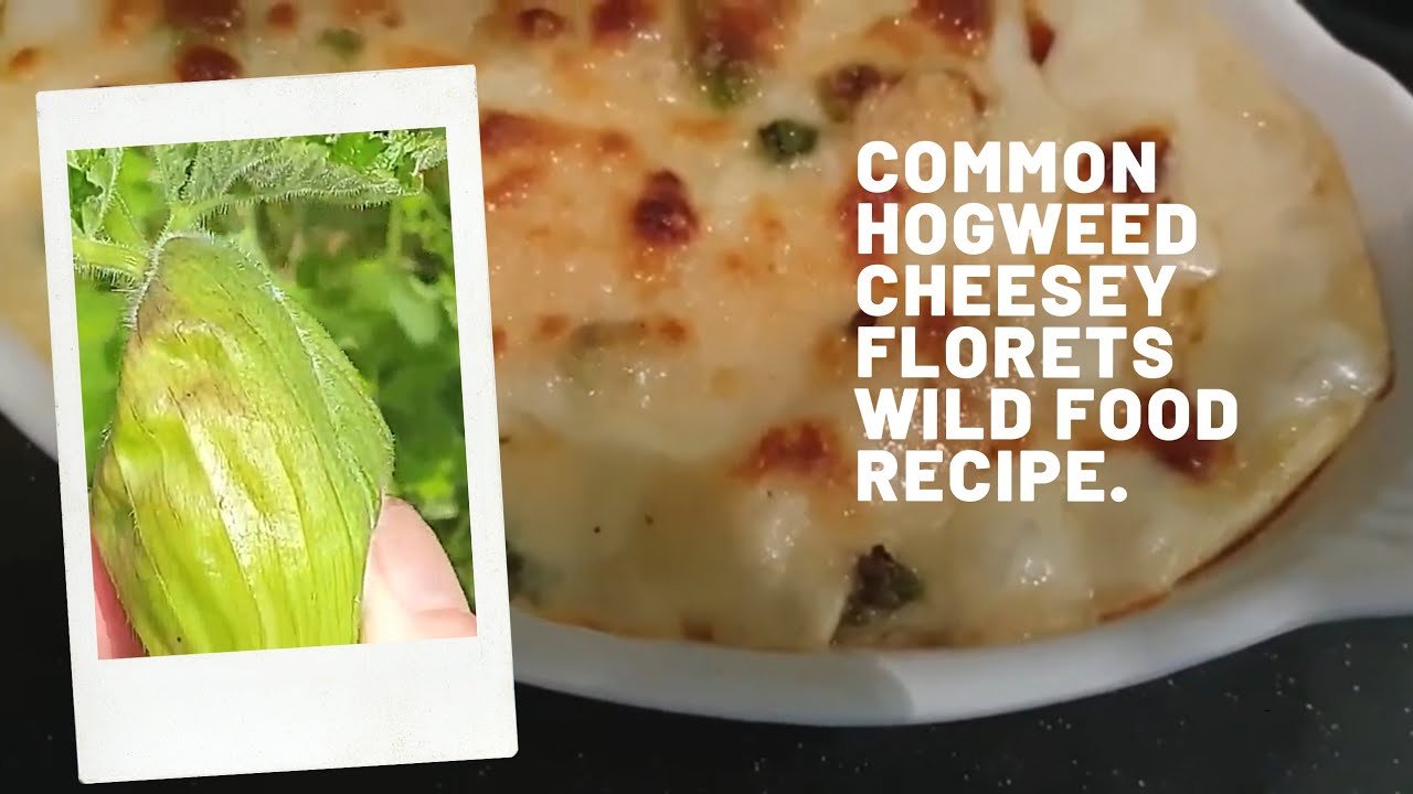 Foraged Common Hogweed Florets oven baked in a cheesey sauce.