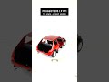 Peugeot 205 1.9 GTI - project update - box 16 #peugeot #ixocollections