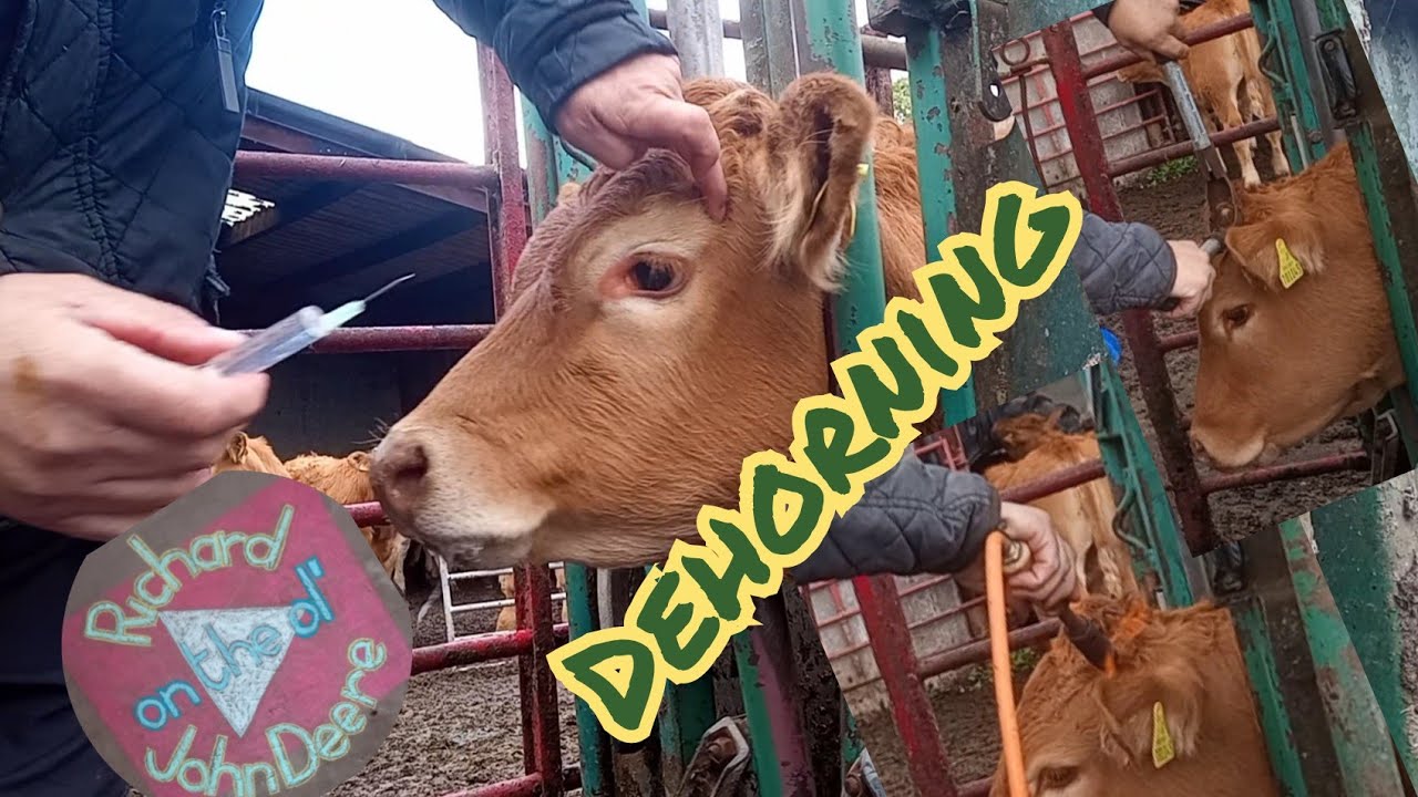 HOW TO How To Dehorn Cattle YouTube how-to-how-to-dehorn-cattle-youtube