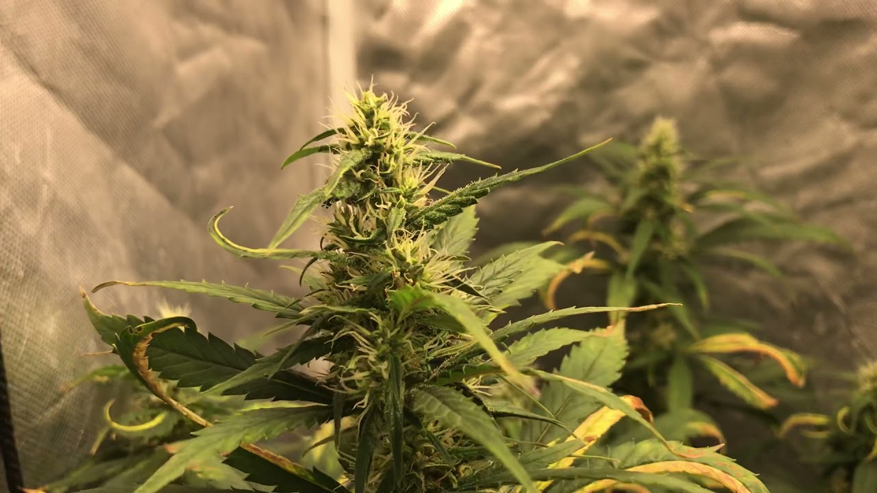 Growers Choice Seeds Chem Dawg #4