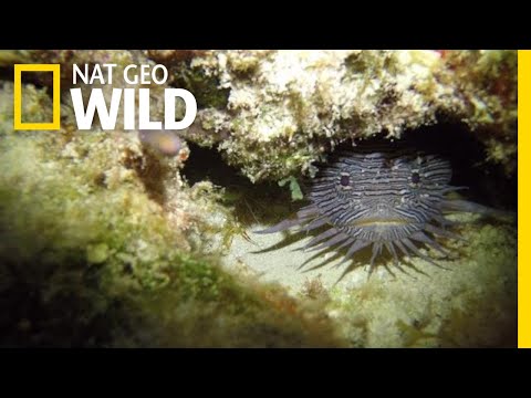 Video: An amazing creation of nature: toad fish