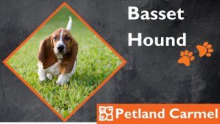 Tail Wagging Wonders: Basset Hound Breed
