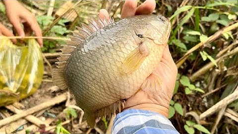 Tập 368 - Trúng Ổ Cá Giựt Cở Này Đã Tay Thiệt | Câu Cá Rô Đồng | miền quê Tiền Giang