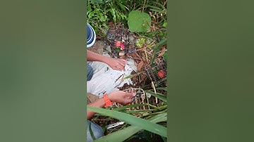 memikat jebok serindit...