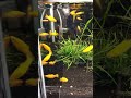モーリーの中で一番人気のゴールデンモーリーです。 #メダカ #モーリー #動画 #熱帯魚 #熱帯魚水槽 #癒し #アクアショップゆう #aquarium #アクアリウム