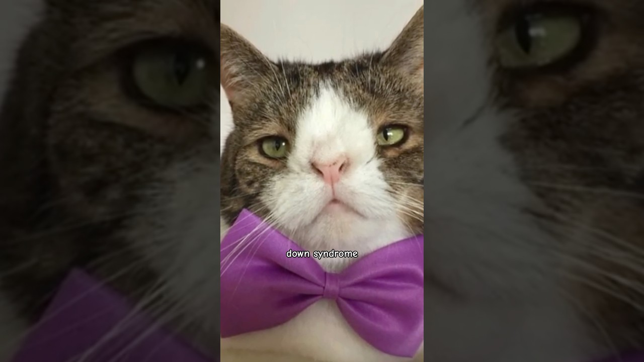 Down Syndrome Cats #downsyndrome #trisomy21 #cats #awareness #vet #medicine #genetics #goodtoknow
