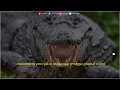 چۆنێتی زانینی تەمەنی تیمساح Kurdzone چۆنێتی زانینی تەمەنی تیمساح Kurdzone