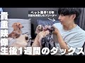 【貴重映像】他では見られない生後間もないパピーとママたちのご紹介