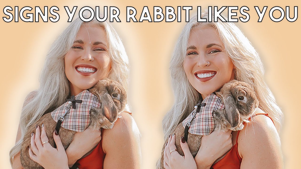Does Your Rabbit Actually Like You? Signs to Look For