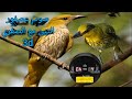صوت لصيد عصفور التين مع الصفري3