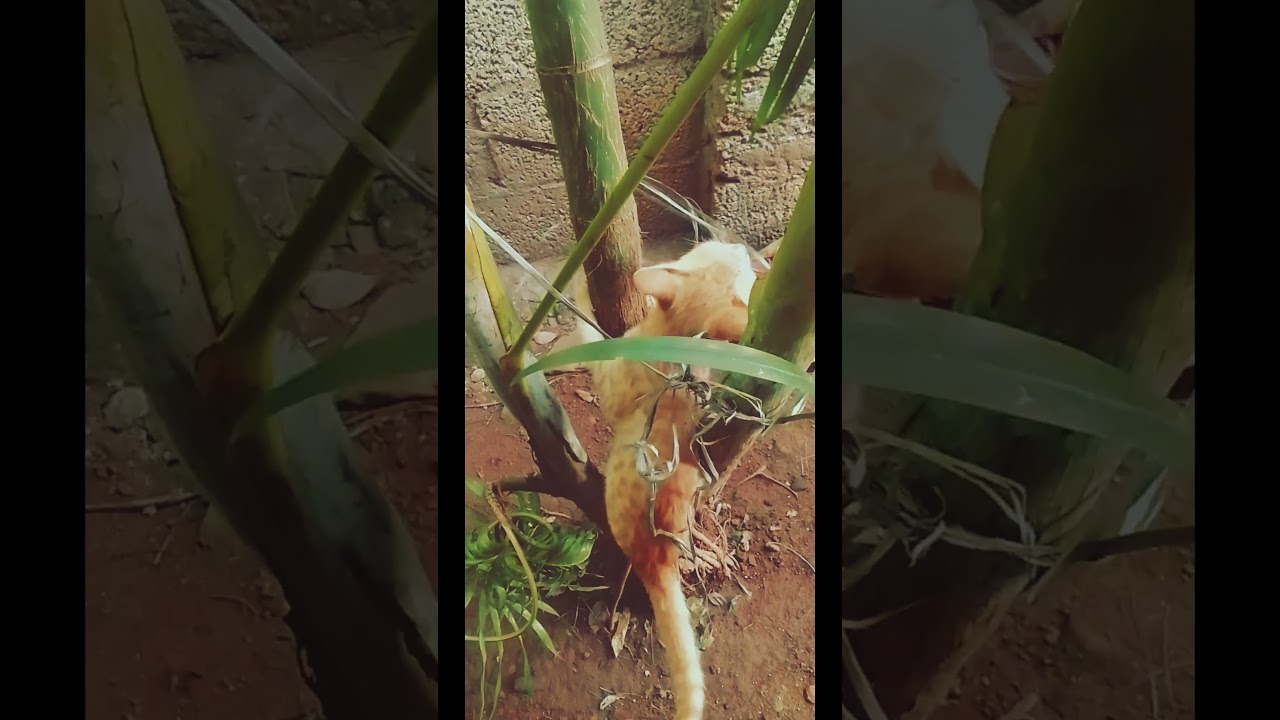 Bussy and Rosy's garden play 