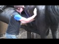 How to collect semen from a stallion