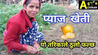 प्याज खेती गर्ने सबैभन्दा राम्रो तरिका सिक्नुहोस् || ? Onion Farming ?