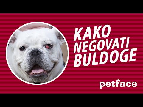 Video: Kako kupati trudnog psa: 11 koraka (sa slikama)