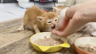 生後28日 はじめての離乳食　あーんして食べさせてみると‥【おこめ3兄妹#12】Kitten eating her first baby food.