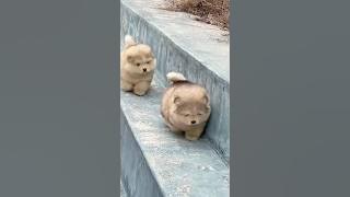 Ini kucing apa anjing #kucing #anjing #lucu #funny