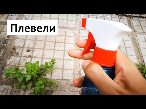 Видео: Как да разпознаем тревните плевели - Научете за обикновените плевели