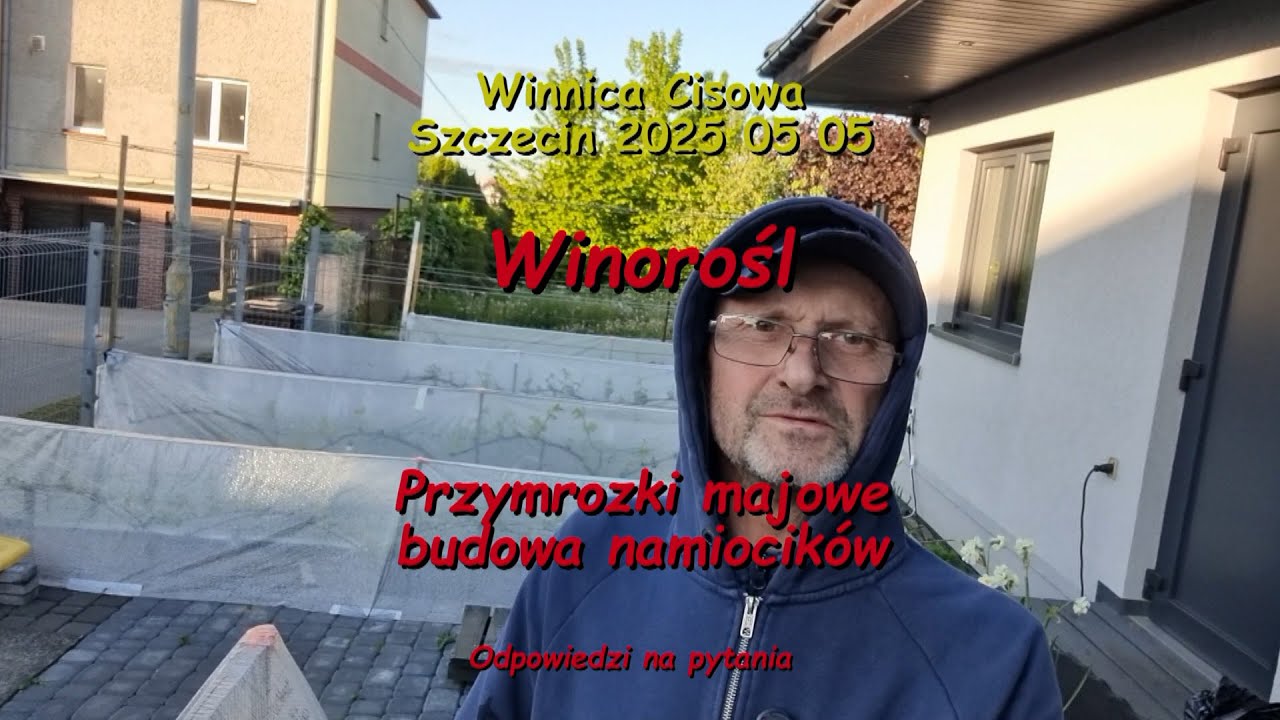 WINOROŚL - Przymrozki majowe (budowa namiocików) - Winnica Cisowa 2025 05 05