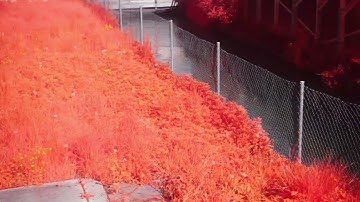 Fiery Red in sunny setting (Rich False Color IR)