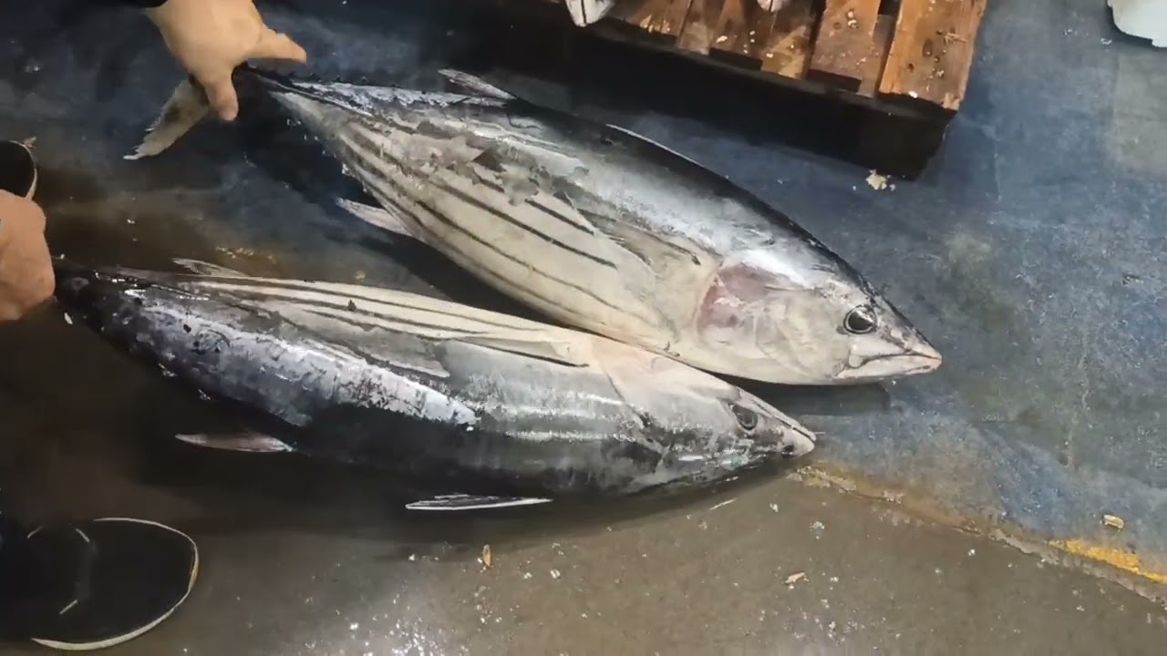 İZMİR Buca balık hali #Deniz#balıkavı #balık #olta  15,12,2024