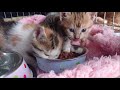 【閲覧注意】保護子猫が鳴きまくっています 初めてのカリカリ 三毛猫シリーズ最初の動画　calico cat series episode 1　＃３
