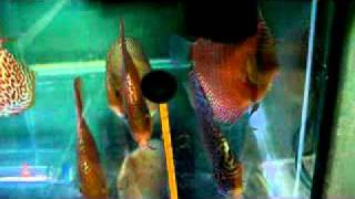 SCARLET-LEOPARD SNAKE SKIN.avi