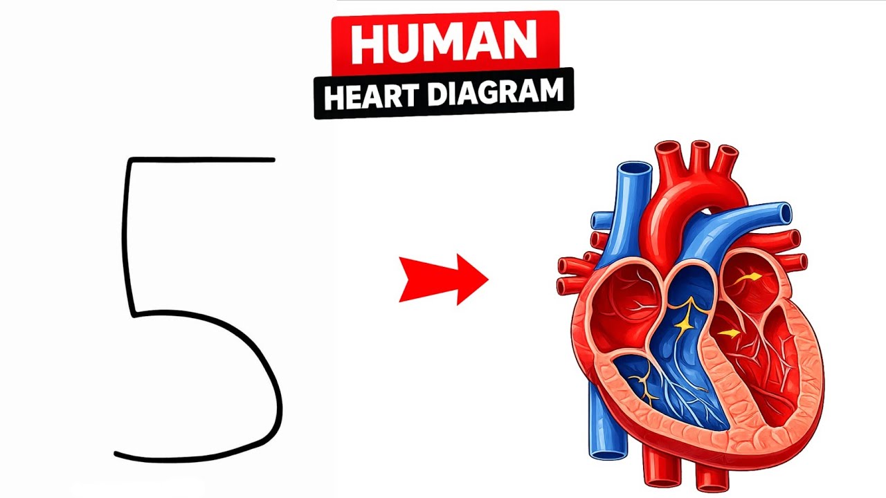how to draw heart diagram easily | heart diagram easy to draw - YouTube