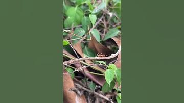 Weaver Ants Really Start Haunting for Food – Macro View #weaverants #macrophotography #asmr