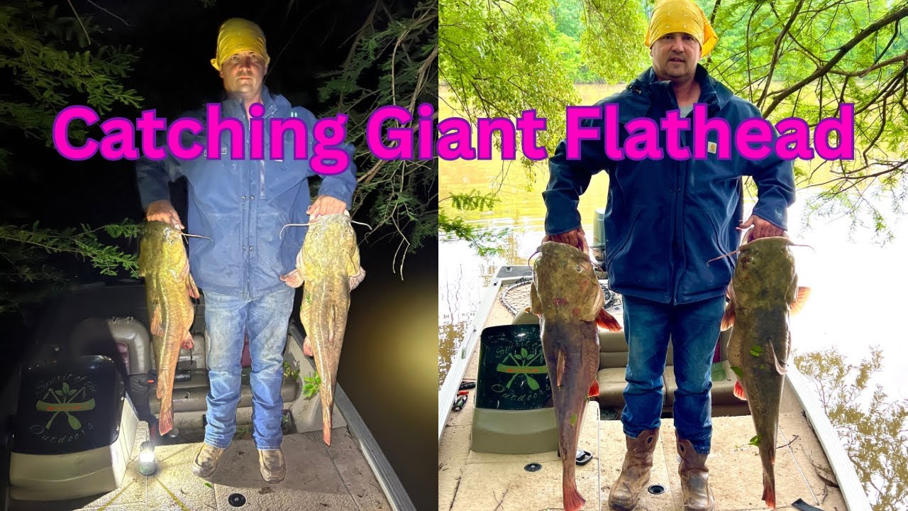 Catching Big Flathead on Limblines