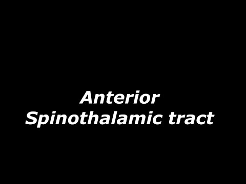 spinothalamic tract for