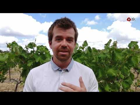 VINTEL® - La Minute Tech by La Ferme Digitale - video from Medria