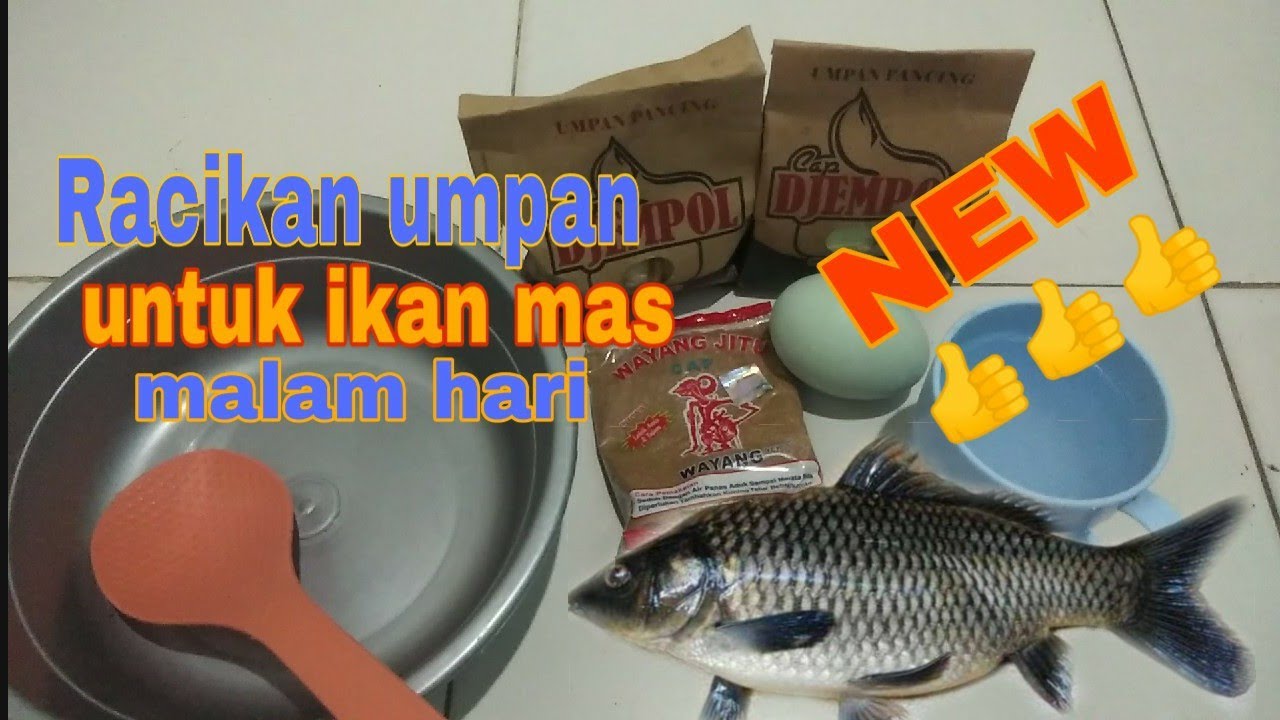 Racikan umpan ikan mas untuk malam hari djempol pandan wangi