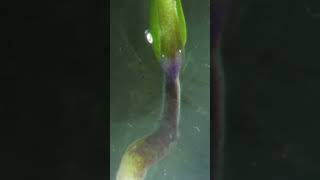 Tomato seed germination time lapse #plants @slotimesgrow