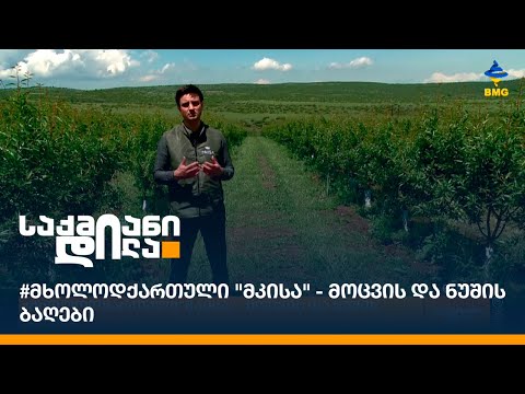 #მხოლოდქართული \"მკისა\" - მოცვის და ნუშის ბაღები