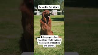 Eco-Friendly Pet Care Tips | Sustainable Dog Hacks-Eco Tips for Dog Owners | GoEcoPaw Hacks