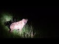 Grumeti Game Reserve Tanzania Spotted Hyena At Night 2026 Jan 15