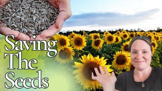 How to harvest, save and store sunflower seeds ready to plant next year.