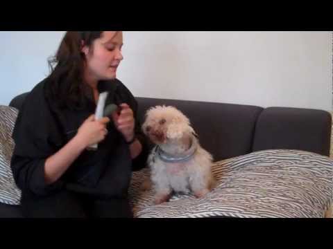 Video: Din Tjekliste Til Hundeetikette For At Have Hunde På Arbejde