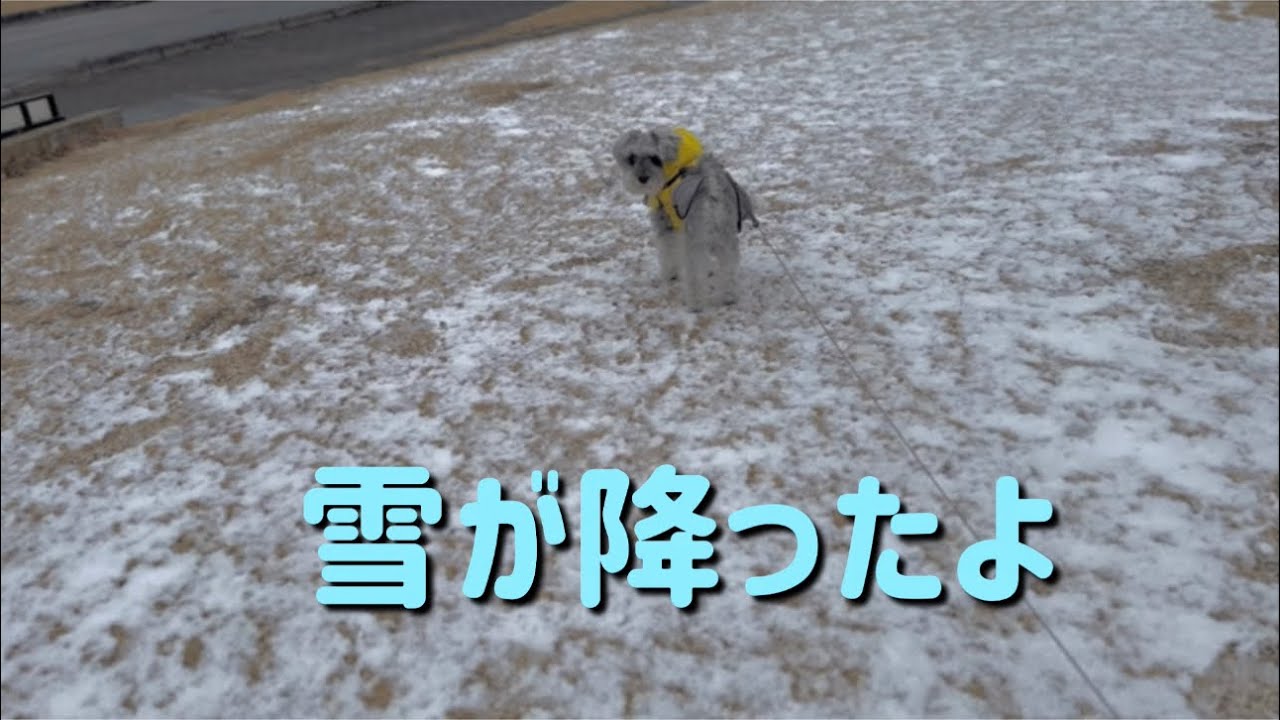 【雪散歩】雪が降っていつものお散歩が特別な時間に…☃️💕