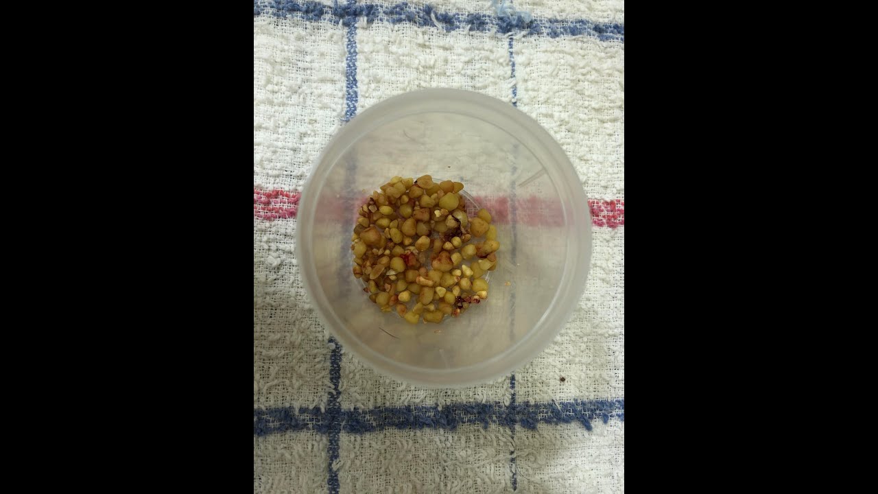 Cirurgia de caso raro pedras na bexiga e uretra em cachorro - YouTube