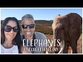 Walking And Feeding South African Elephants - Included A Game Drive Near Mossel Bay