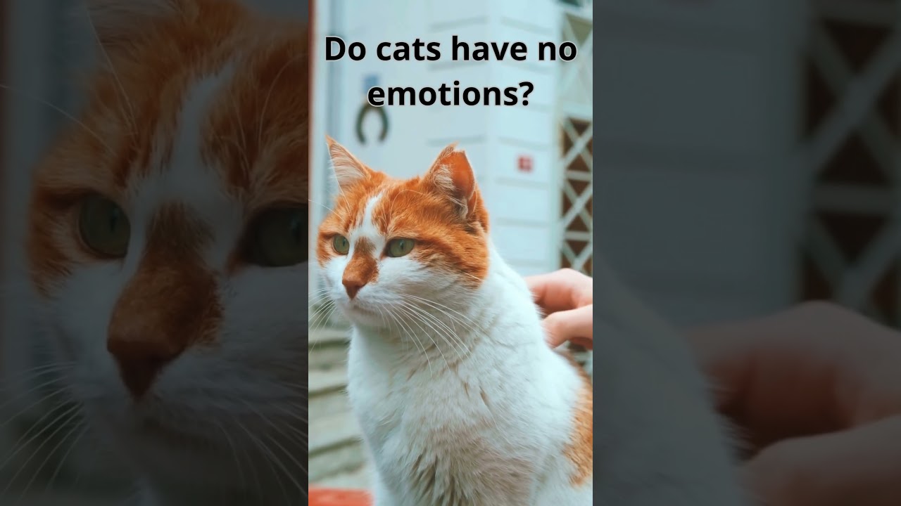 Cat Emotions: Unveiling the Mystery  