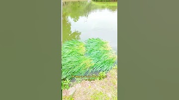 Cỏ Sữa NLT01 có nuôi cá được không? Loại cỏ nào thích hợp với nuôi cá?#nongnghiep #lamvuon