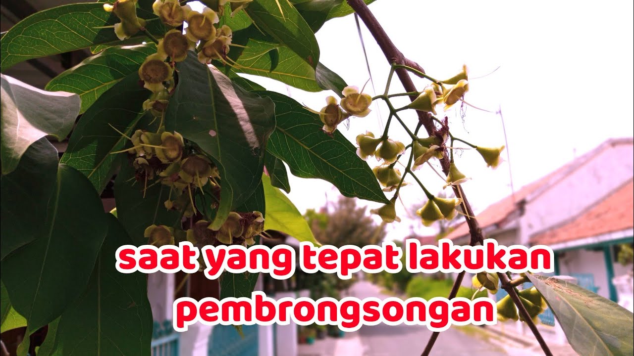 JAMBU AIR TSG ‼️SAAT YANG TEPAT MELAKUKAN PEMBUNGKUSAN YouTube