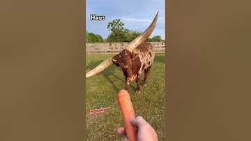 Help me feed some crazy animals! #animals #shorts #coolanimals