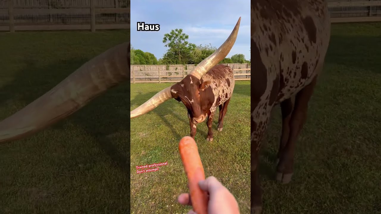 Help Me Feed Some Crazy Animals Shorts Coolanimals