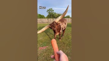 Thumbnail of Help me feed some crazy animals! #animals #shorts #coolanimals