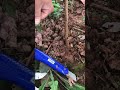 How to grafting fruits plantsagriculture shorts monty satisfying