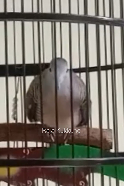 Bangkok Turtle Dove Gacor, the Candidate to Succeed the Legendary Turtle Dove 3.5 Billion Rupiah