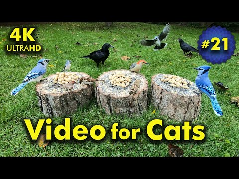 4K TV For Cats | Early Fall Day | Bird and Squirrel Watching | Video 21